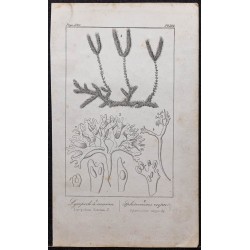 Gravure de 1846 - Lycopode à massue - 1