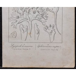 Gravure de 1846 - Lycopode à massue - 3