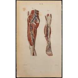 Gravure de 1846 - Vaisseaux et ganglions de la jambe - 1