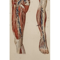 Gravure de 1846 - Vaisseaux et ganglions de la jambe - 2