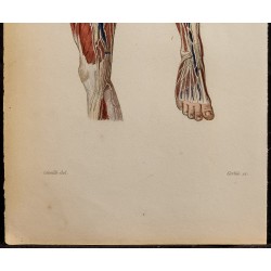 Gravure de 1846 - Vaisseaux et ganglions de la jambe - 4