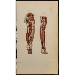 Gravure de 1846 - Vaisseaux et ganglions pied et jambe - 1