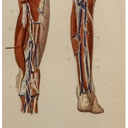 Gravure de 1846 - Vaisseaux et ganglions pied et jambe - 2
