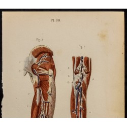 Gravure de 1846 - Vaisseaux et ganglions pied et jambe - 3