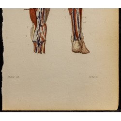 Gravure de 1846 - Vaisseaux et ganglions pied et jambe - 4