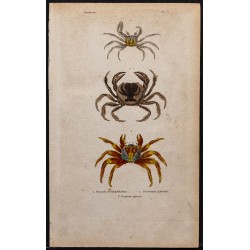 Gravure de 1850 - Crustacés & Crabes - 1