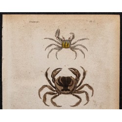 Gravure de 1850 - Crustacés & Crabes - 2
