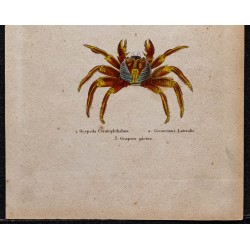 Gravure de 1850 - Crustacés & Crabes - 3