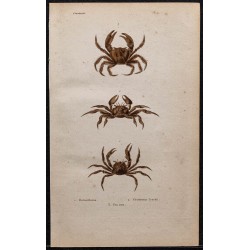 Gravure de 1850 - Crustacés & Crabes violonistes - 1