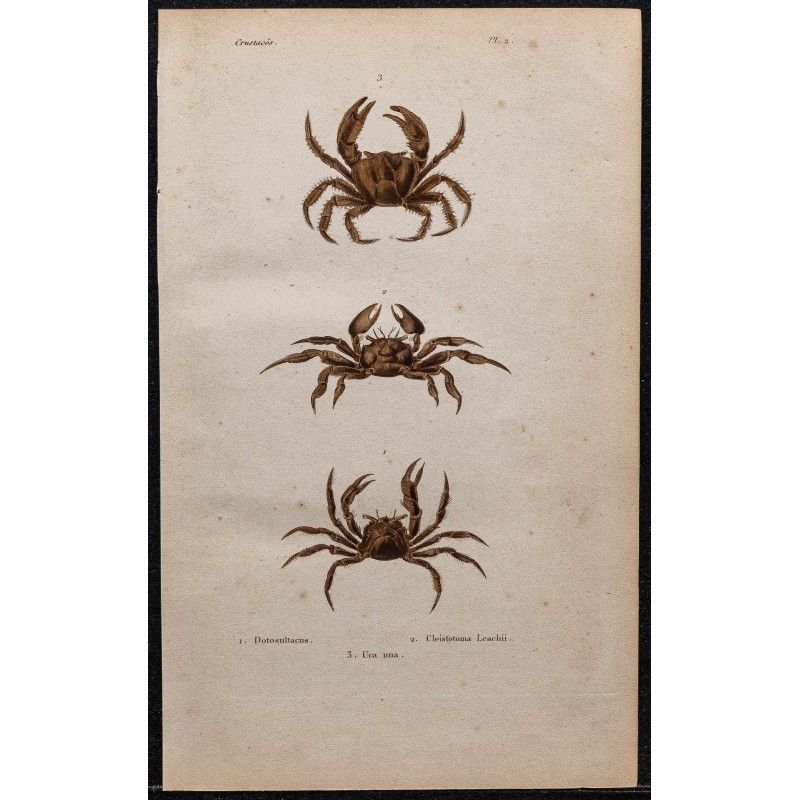 Gravure de 1850 - Crustacés & Crabes violonistes - 1