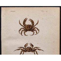 Gravure de 1850 - Crustacés & Crabes violonistes - 2