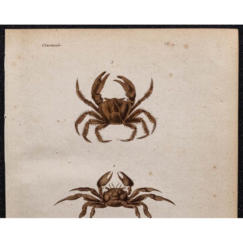 Gravure Ancienne De 1839 – Crabes Portunes (carcinologie) – Original, Thème Science, XIXe Siècle
