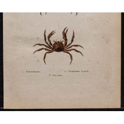 Gravure de 1850 - Crustacés & Crabes violonistes - 3