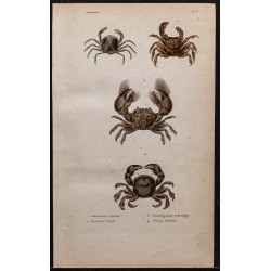 Gravure de 1850 - Crustacés & Crabes Pinnothères - 1