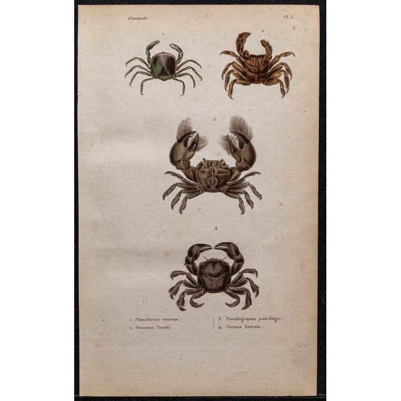 Gravure de 1850 - Crustacés & Crabes Pinnothères - 1