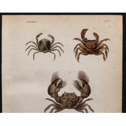 Gravure de 1850 - Crustacés & Crabes Pinnothères - 2