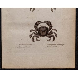 Gravure de 1850 - Crustacés & Crabes Pinnothères - 3