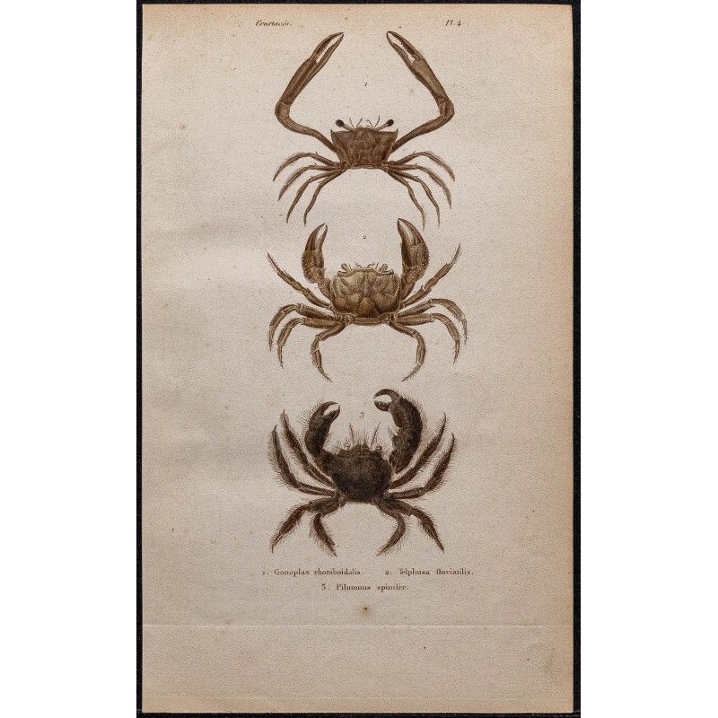 Gravure de 1850 - Crustacés & Crabes de rivières - 1