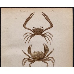 Gravure de 1850 - Crustacés & Crabes de rivières - 2