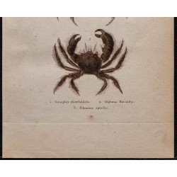 Gravure de 1850 - Crustacés & Crabes de rivières - 3