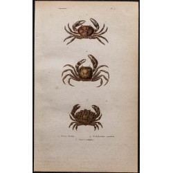 Gravure de 1850 - Crustacés & crabes divers - 1