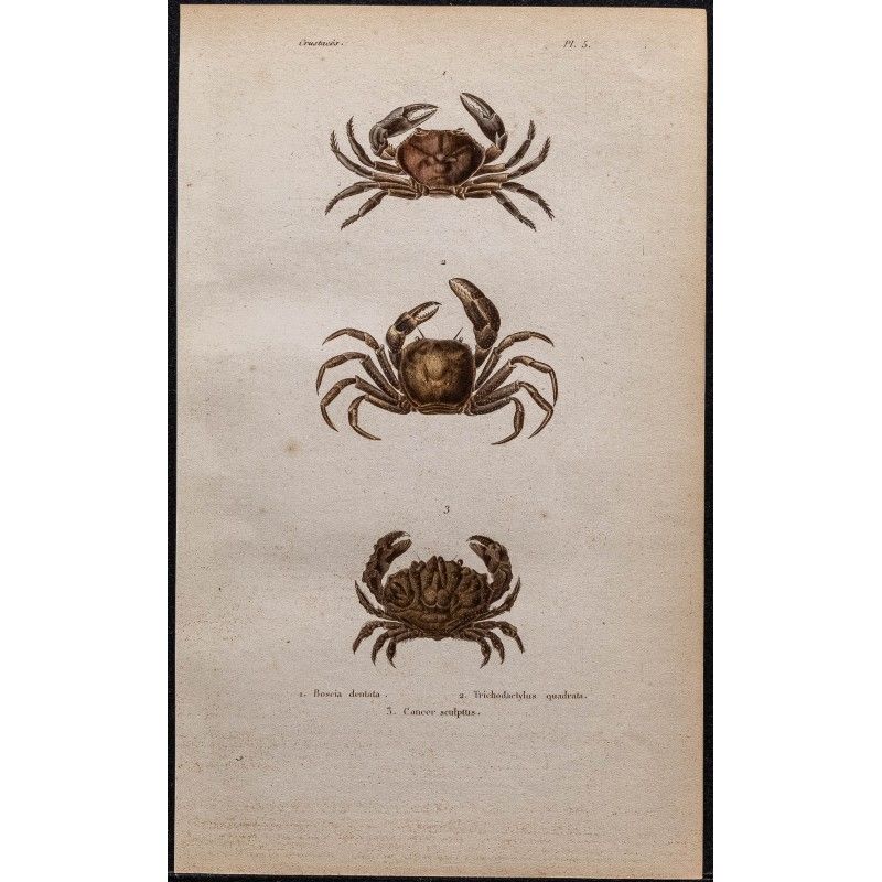 Gravure de 1850 - Crustacés & crabes divers - 1