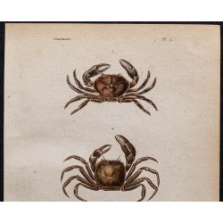 Gravure de 1850 - Crustacés & crabes divers - 2