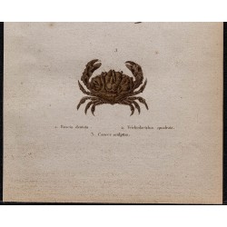 Gravure de 1850 - Crustacés & crabes divers - 3