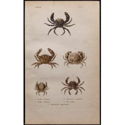 Gravure de 1850 - Crustacés & crabes Xantho - 1