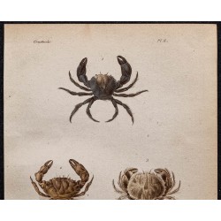 Gravure de 1850 - Crustacés & crabes Xantho - 2