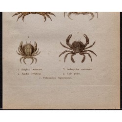 Gravure de 1850 - Crustacés & crabes Xantho - 3