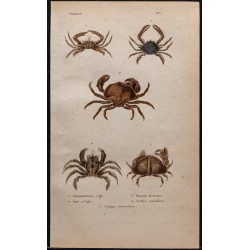 Gravure de 1850 - Crustacés & crabes sentinelles - 1