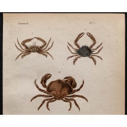 Gravure de 1850 - Crustacés & crabes sentinelles - 2