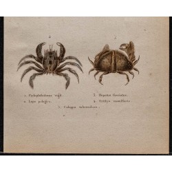 Gravure de 1850 - Crustacés & crabes sentinelles - 3