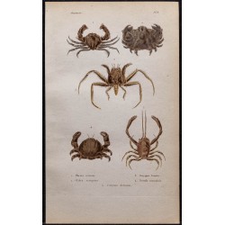 Gravure de 1850 - Crabes mursies, corystes & dromies - 1