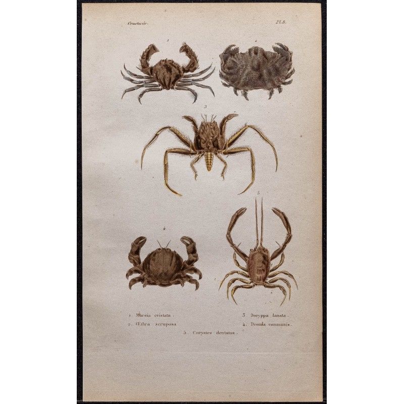 Gravure de 1850 - Crabes mursies, corystes & dromies - 1