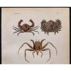 Gravure de 1850 - Crabes mursies, corystes & dromies - 2