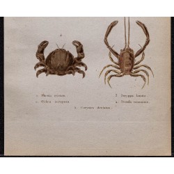 Gravure de 1850 - Crabes mursies, corystes & dromies - 3
