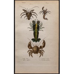 Gravure de 1850 - Crabe de cocotier & Bernard-l'ermite - 1