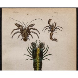 Gravure de 1850 - Crabe de cocotier & Bernard-l'ermite - 2