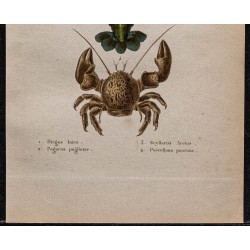 Gravure de 1850 - Crabe de cocotier & Bernard-l'ermite - 3