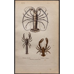 Gravure de 1850 - Crabes, Langouste & Écrevisse - 1