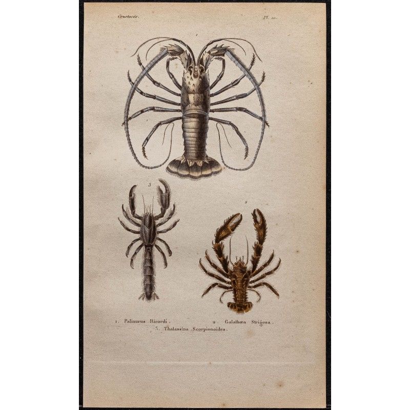 Gravure de 1850 - Crabes, Langouste & Écrevisse - 1