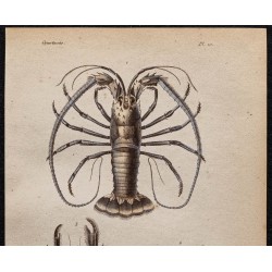 Gravure de 1850 - Crabes, Langouste & Écrevisse - 2