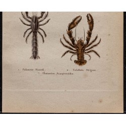 Gravure de 1850 - Crabes, Langouste & Écrevisse - 3