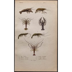 Gravure de 1850 - Écrevisses et crevettes - 1