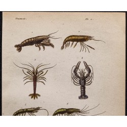 Gravure de 1850 - Écrevisses et crevettes - 2
