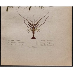 Gravure de 1850 - Écrevisses et crevettes - 3