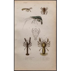 Gravure de 1850 - Crustacés et crevettes - 1