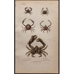 Gravure de 1850 - Crabes et crustacés - 1